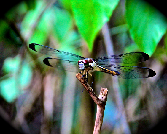 Dragonfly by Rachel Jones